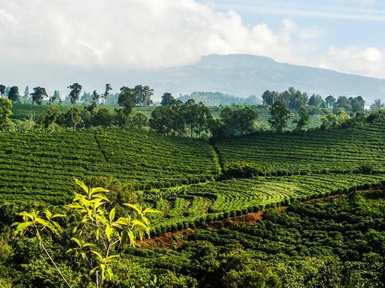Read more about the article Single Estate vs. Blended Coffee: Why Single Estate is the Better Choice